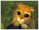 trop chou